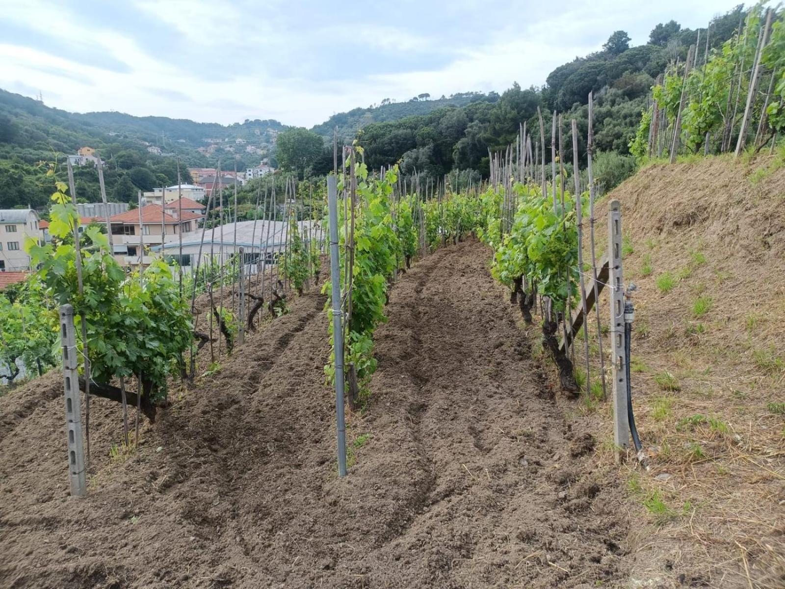 Agriturismo Cele Celle Ligure Kültér fotó